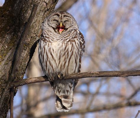 Laughing Owl Aww