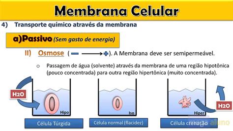 Membrana Plasm Tica Osmose Membrana Celular Gambaran