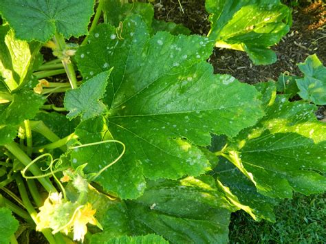 Yellow leaves may also be due to a viral infection, with the mosaic virus affecting various vegetable crops, with bean mosaic viruses that appear in different regions. Pam's English Cottage Garden: Oh, No! There's Powdery ...
