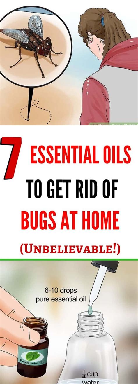 7 Essential Oils To Get Rid Of Bugs At Home Explore Health