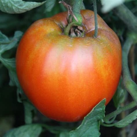 Orange Roussollini Tomato Seeds For Sale At Renaissance Farms