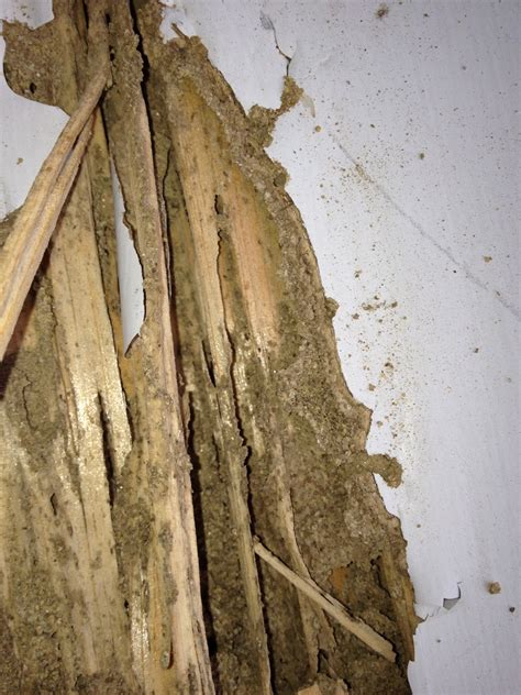Termite Mud Tunnel How To Spot Them