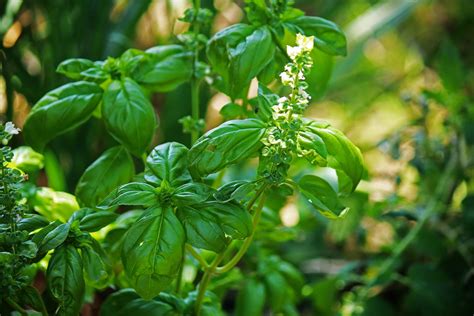 Basil A Popular Herb Benefits Of Herbs