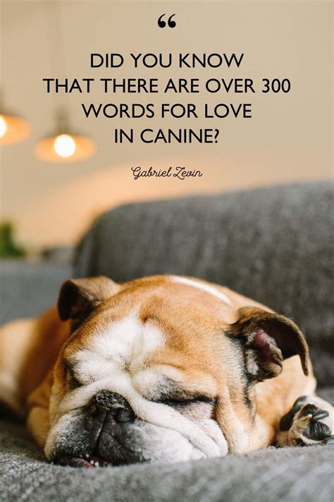 17 Cute Dog Love Quotes Vitalcute