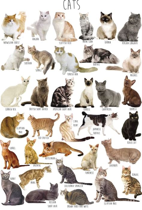 Pin By Julia On Cats Best Cat Breeds Cat Breeds Beautiful Cats