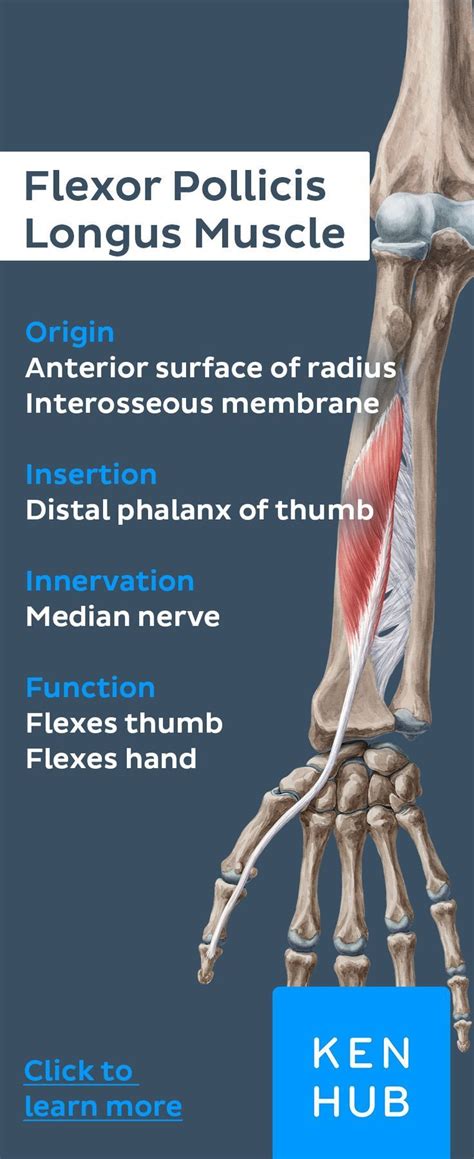 Origins Insertion Innervation And Functions Of The Flexor Pollicis