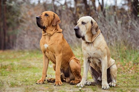 Fila brasileiro is a brazilian mastiff that was developed as a planting, hunting and ranch dog. Fila Brasileiro : Facts, Puppy, Breeders, Characteristics ...