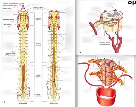 Posterior Spinal Artery