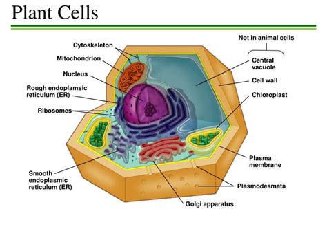Maybe you would like to learn more about one of these? PPT - The Endoplasmic Reticulum PowerPoint Presentation ...