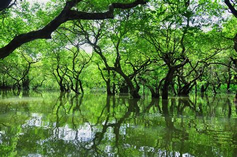 Ratargul Swamp Forest Is The Only Swamp Forest Located In Bangladesh