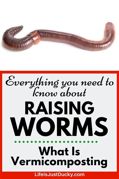 Start Raising Worms Naturally Red Wigglers Red Wigglers