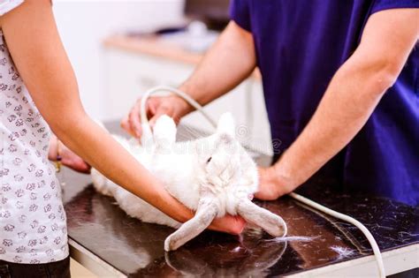 rabbit having ultrasound scan in veterinary clinic stock image image of person occupation