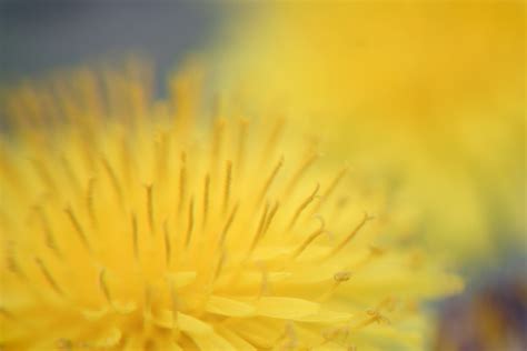 Yellow Flower Hd Wallpaper Wallpaper Flare