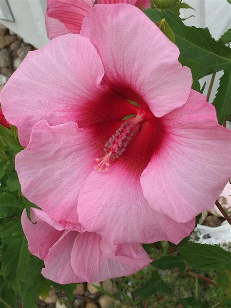 Learn About Hibiscus Fantasia Fantasia Hardy Mallow Perennial