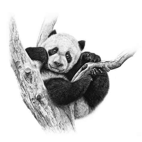 Panda Drawing Realistic Food Affair
