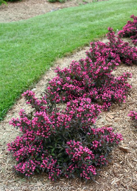 This plant is traditionally pink, orange, yellow and white. Spilled Wine Weigela | Garden | Garden shrubs, Front yard ...