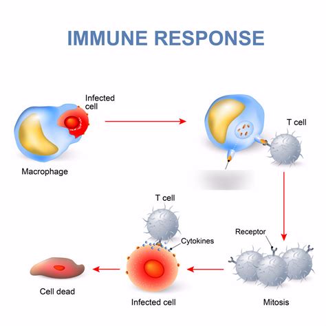 Microbiology Adaptive Cell Mediated Immune Response Ap 45 Diagram