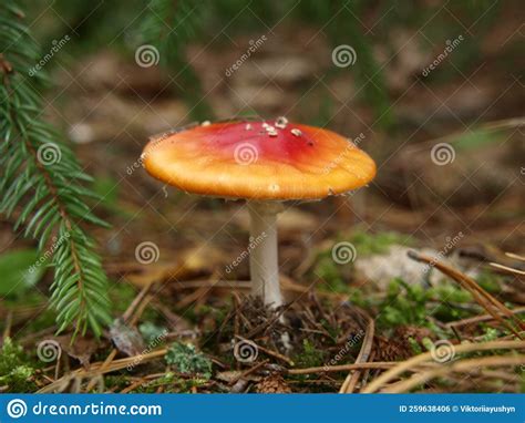 Amanita Muscaria Fly Agaric Poison Mushroom Stock Photo Image Of