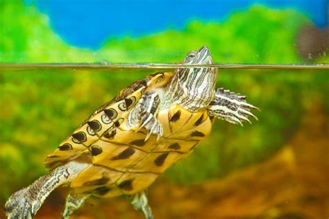 9 Types of Pet Turtles That You Can Keep at Home (Species)