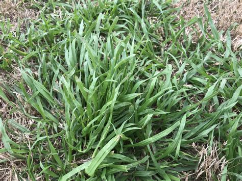 Can Anyone Identify This Grass Or Weed In My Bermuda Lawnsite™ Is The