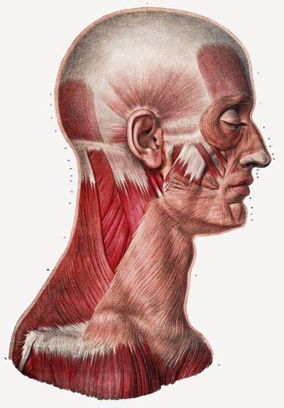 Ml23 Vintage 1800s Medical Human Head Neck Muscle Anatomy Poster A2a3