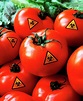 Genetically Modified Tomatoes Photograph by Martin Bond/science Photo ...
