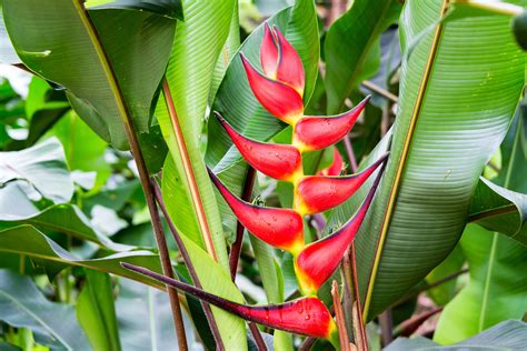 Heliconia Flowers Guide To Growing And Caring For Heliconias 2022