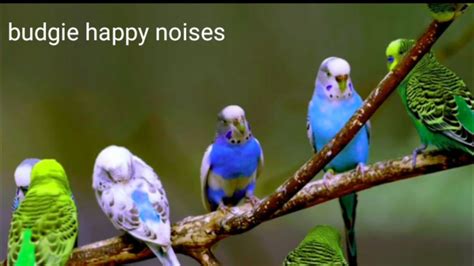 Budgies Singing Budgie Noises Budgies Chirping Budgie Sounds Happy Budgies Youtube
