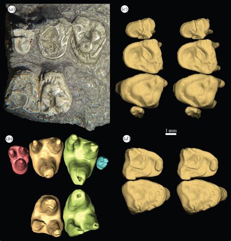 A New Late Eocene Primate From The Krabi Basin Thailand And The
