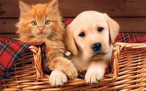 Kitten And Puppy Wallpapers Top Free Kitten And Puppy Backgrounds
