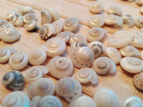 100 White Pearly Seashells Tiny Mini Sea Shells Craft Wedding Etsy Uk