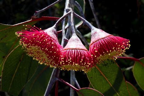 Pretty Eucalyptus Flowers And Seed Pods Seed Pods Red Flowers Australian Flowers