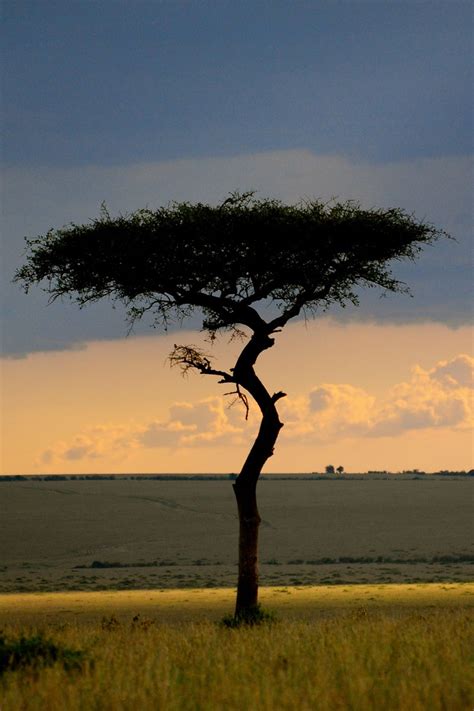 Tree Of Life Kenya Africa Photo By Gabriela Toledo Gavassa Live Oak
