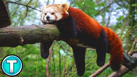 Worlds Weirdest Animals Red Panda Youtube
