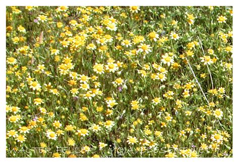 Goldfields Mojave Desert Wildflower Photo Desert Wildflowers