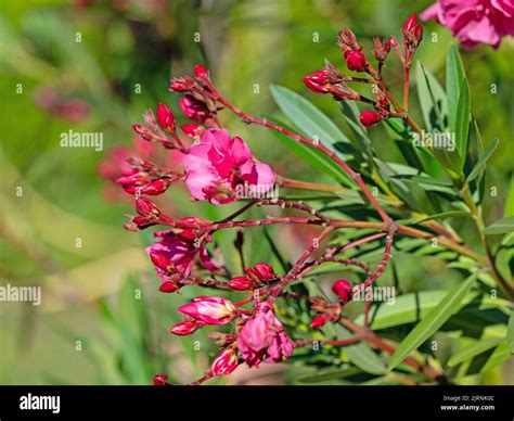 Red Flowering Oleander Nerium Oleander Stock Photo Alamy