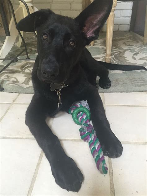 Solid Black German Shepherd Puppies For Sale Shepherd