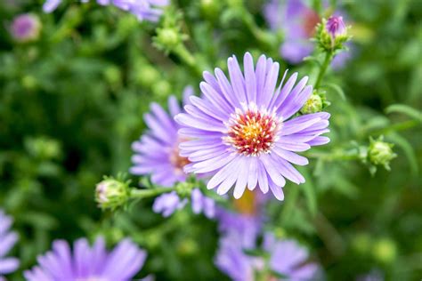Asters Plant Care And Growing Guide