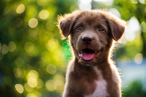 The 5 Best Dog Breeds For Apartmentsmontrose Square Apartments