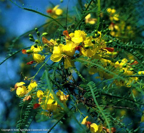 Flowering trees come in many shapes and sizes, as well as different colors and blooming seasons. Texas Native Plants Database