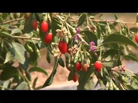 Obiluju i zavidnim količinama mnogih drugih spojeva, zbog čega se ubrajaju u superhranu. Goji bobice - YouTube