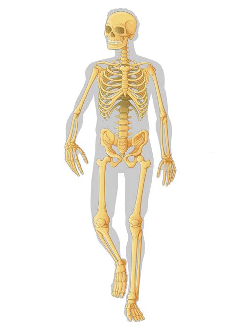 Imagenes Del Sistema Oseo Sin Nombres Sistema Oseo Tecnologia Y Ccnn