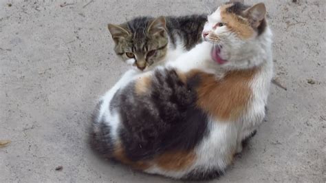 Mother Cat Hugs Kitten On Street Youtube
