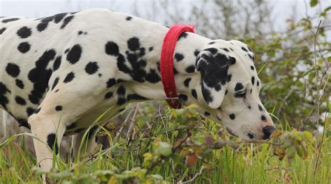 Do Dalmatians Shed How Much And When What Is Excessive Shedding