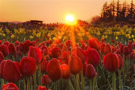 Tulip Sunrise Beautiful Landscapes Garden Inspiration What A