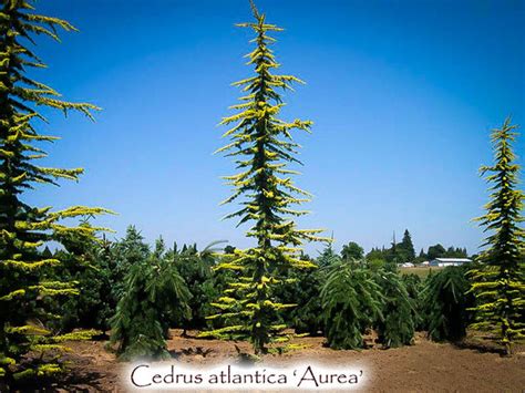 Cedrus Atlantica Aurea Singing Tree Gardens Nursery
