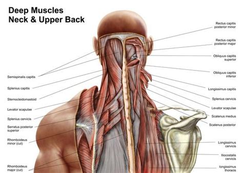 Human Anatomy Showing Deep Muscles In The Neck And Upper Back Science