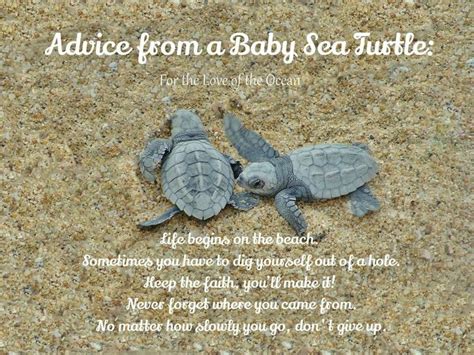 Pin By Fatt G On Life At The Beach ⛱ Turtle Quotes Turtle Symbolism