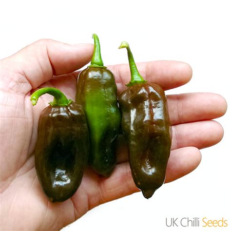 Black Habanero Chilli Pepper 10 X Seeds