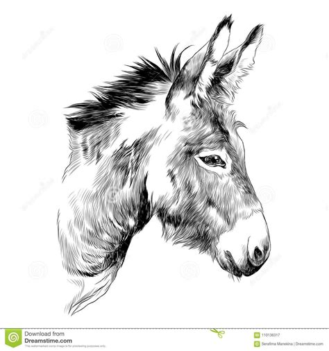 Donkey Sketch Vector Graphics Stock Vector Illustration Of Head Mule